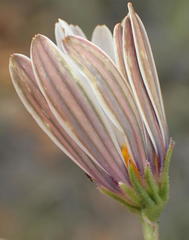 Dimorphotheca zeyheri