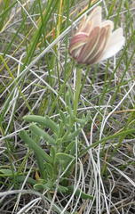 Dimorphotheca zeyheri