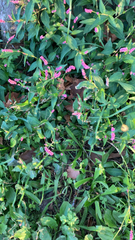 Persicaria longiseta