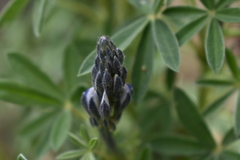 Lupinus aschenbornii
