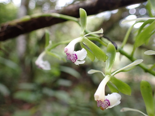 Epidendrum paniculatum Ruiz & Pav. 3