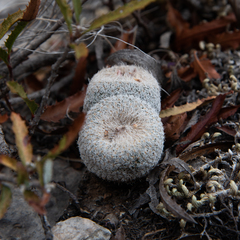 Epithelantha