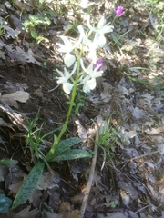 Orchis provincialis