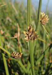 Schoenoplectus scirpoides