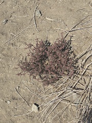 Salsoloideae