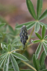 Lupinus aschenbornii