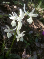 Orchis provincialis