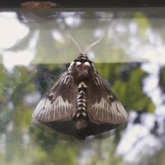 Megalopyge braulio