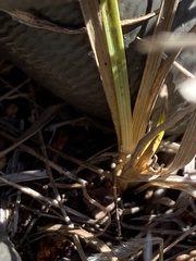 Juncus falcatus