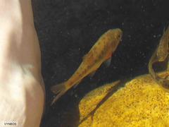 Pseudobarbus burchelli