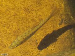 Pseudobarbus burchelli