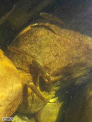 Pseudobarbus burchelli