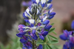 Lupinus aschenbornii