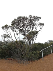 Eucalyptus megacornuta