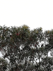 Eucalyptus megacornuta
