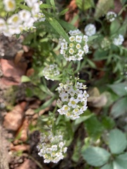 Lobularia maritima
