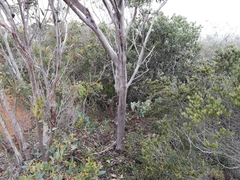 Eucalyptus megacornuta