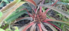 Bromelia karatas
