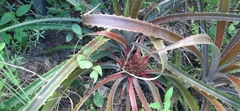 Bromelia karatas