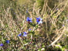 Lithodora fruticosa
