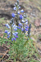 Lupinus aschenbornii
