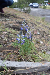 Lupinus aschenbornii