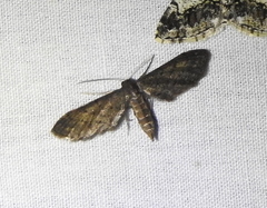 Protoproutia laredoata