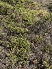 Baccharis pilularis pilularis