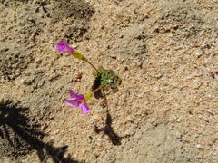 Oxalis inaequalis