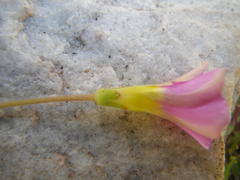 Oxalis inaequalis