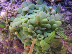 Oxalis inaequalis