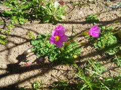 Oxalis inaequalis