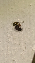 Insecta