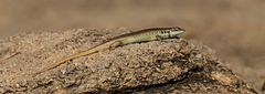 Trachylepis quinquetaeniata