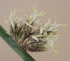 Schoenoplectus decipiens