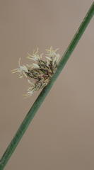 Schoenoplectus decipiens