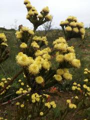 Leucadendron thymifolium