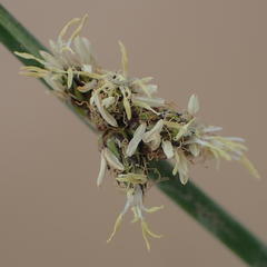 Schoenoplectus decipiens