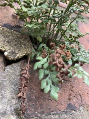 Asplenium ruta-muraria