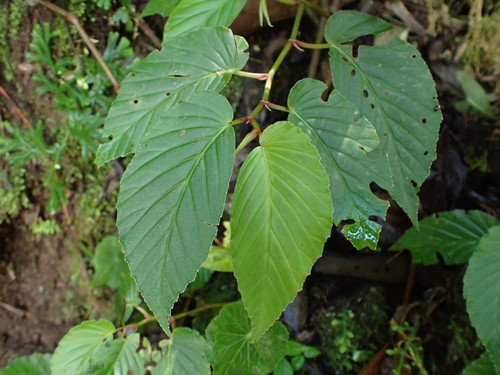 Begonia peruviana
