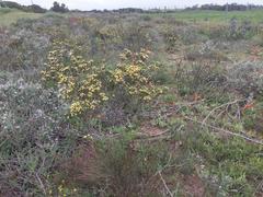 Leucadendron thymifolium