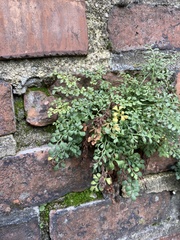 Asplenium ruta-muraria