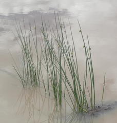 Schoenoplectus decipiens