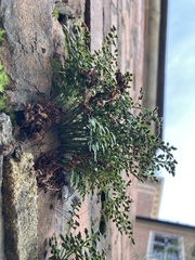 Asplenium ruta-muraria