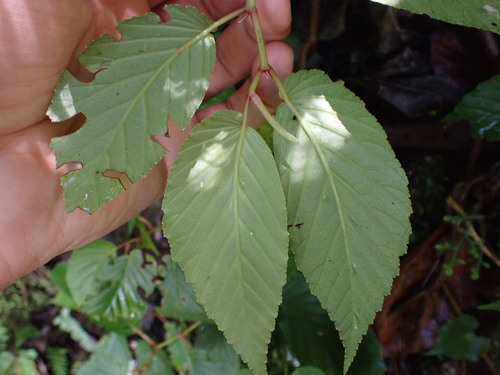 Begonia peruviana, photograph 1