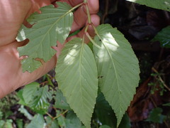 Skjold Søndergaard, CC BY, iNaturalist via GBIF Begonia peruviana, photograph Skjold Søndergaard, CC BY, iNaturalist via GBIF