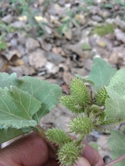 Xanthium orientale riparium