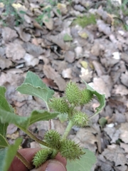 Xanthium orientale riparium