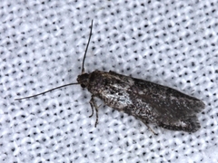 Cadra cautella