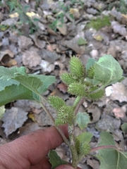 Xanthium orientale riparium